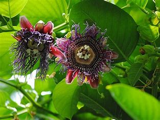 Passionsblume - Passiflora Quadrangularis, 10 Stk