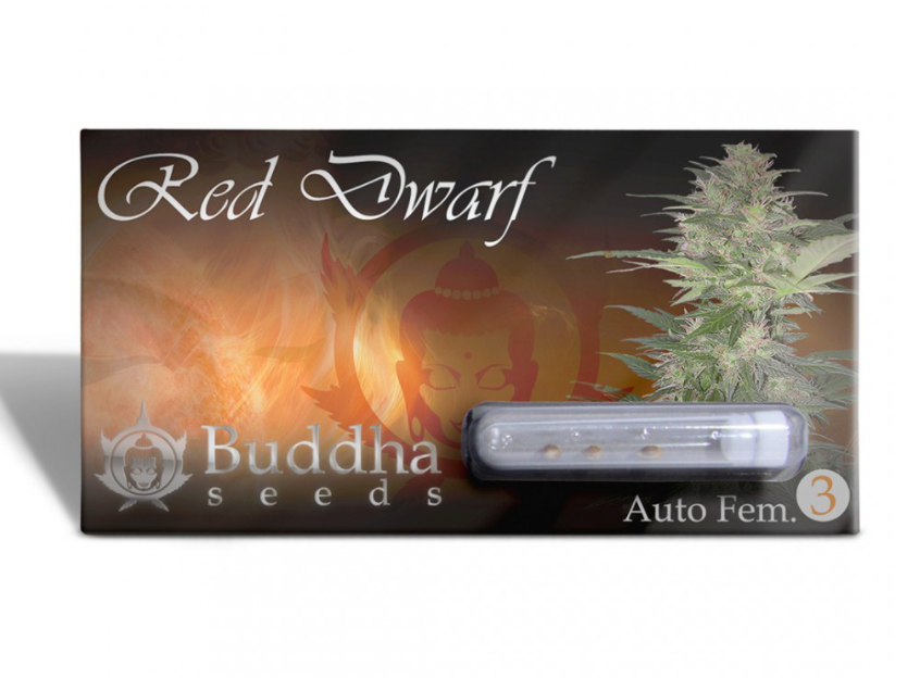 Buddha Seeds Red Dwarf Auto