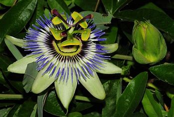 Passionsblume blau - Passiflora caerulea, 20 Stk