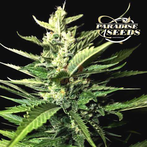 Paradise Seeds Auto Kong 4