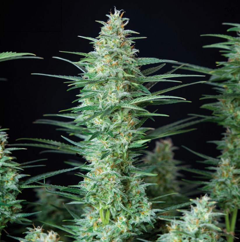 Buddha Seeds Red Dwarf Regular