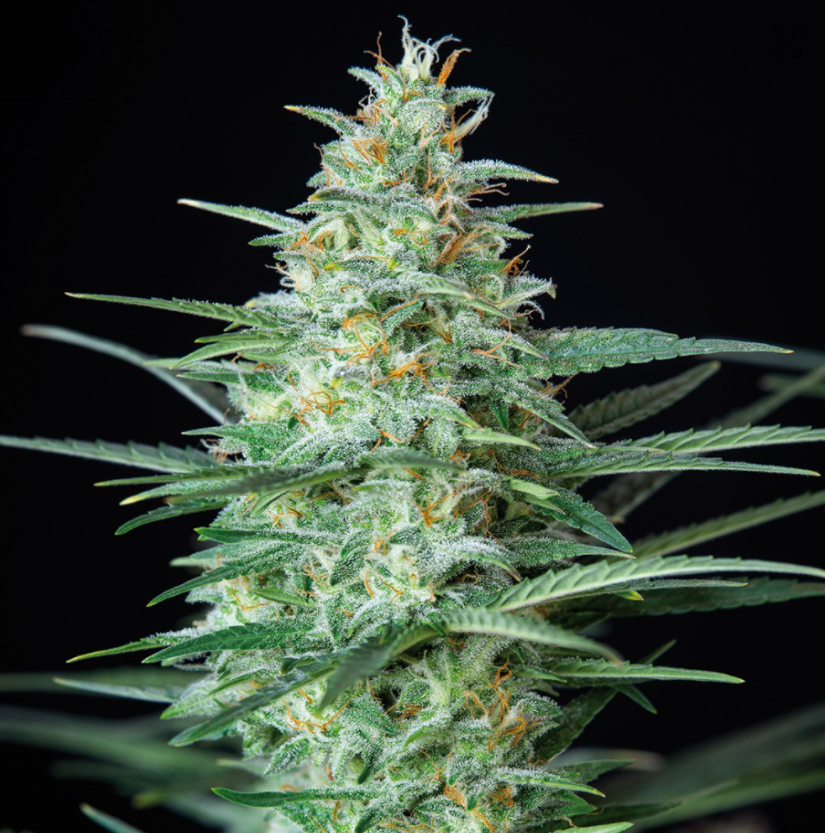 Buddha Seeds Red Dwarf Regular