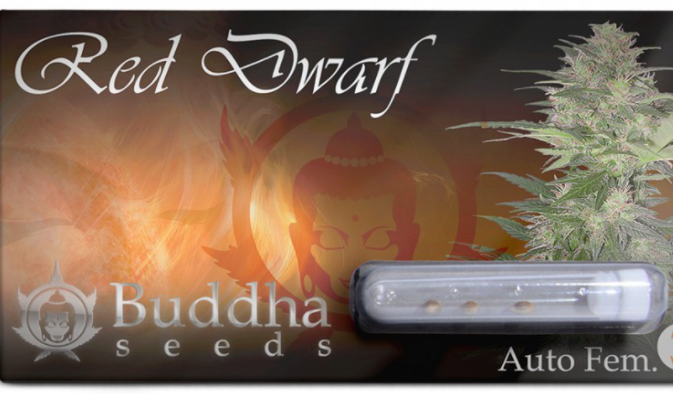 Buddha Seeds Red Dwarf Regular