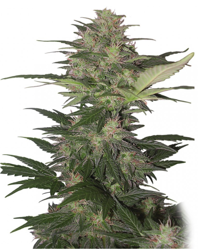 Buddha Seeds Red Dwarf Regular