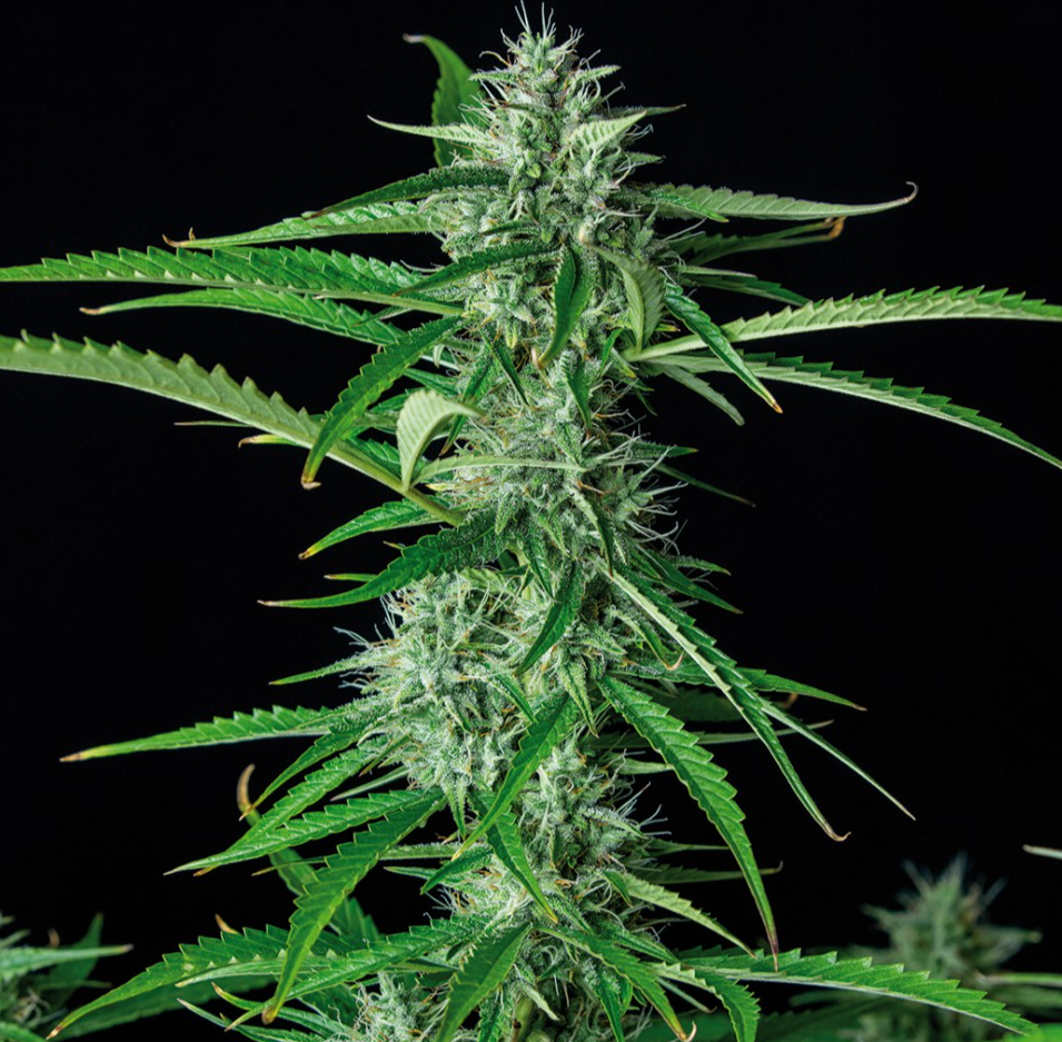 Buddha Seeds Syrup Auto
