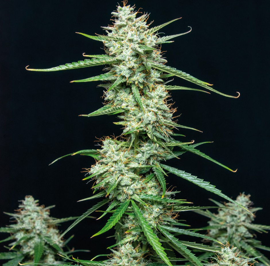 Buddha Seeds Syrup Auto