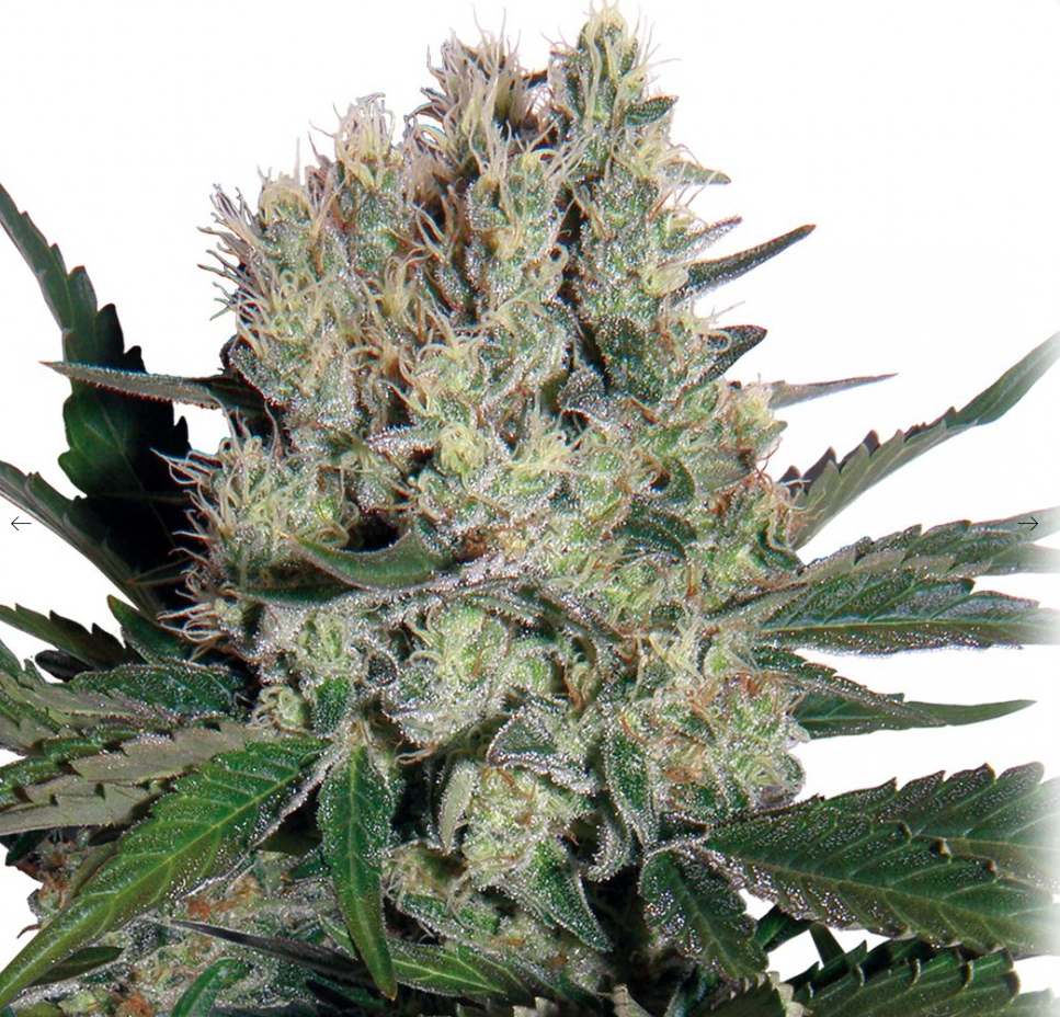 Buddha Seeds Syrup Auto