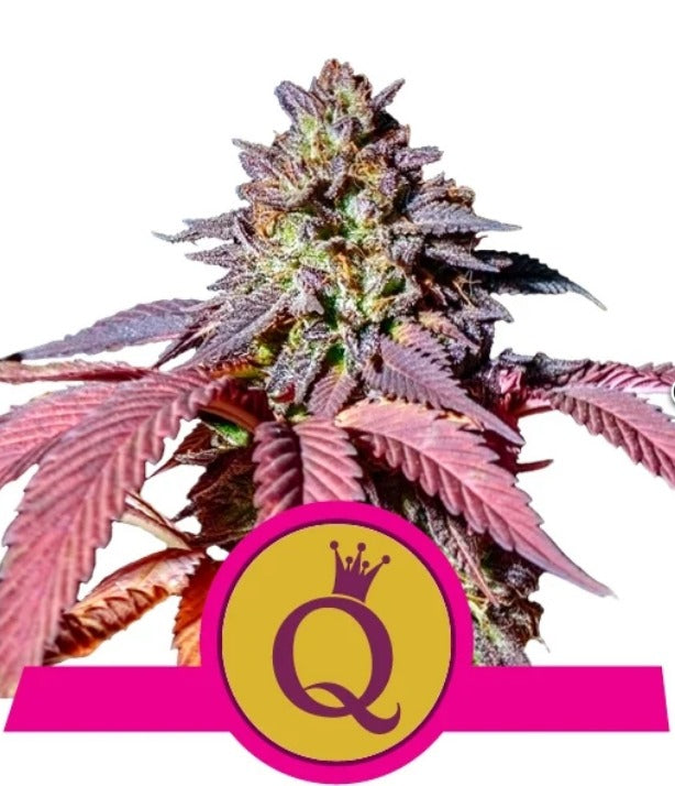 Royal Queen Seeds Purple Queen feminisiert LLL LLL LLL LLL LLL LLL
