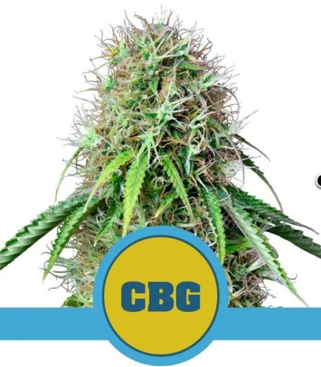 Royal Queen Seeds Royal CBG Automatic