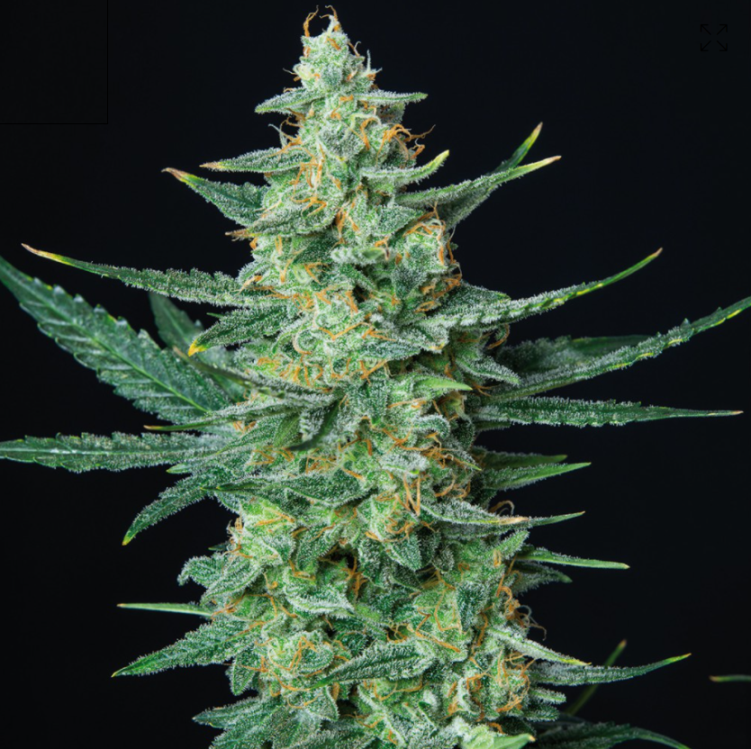 Buddha Seeds Vesta Auto