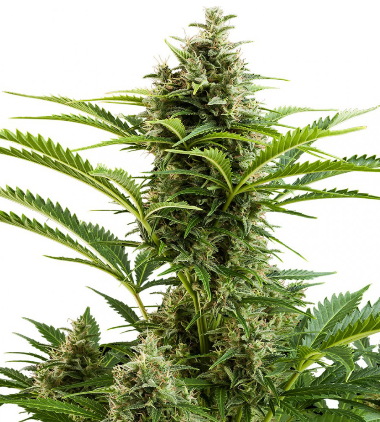 Buddha Seeds Vesta Auto