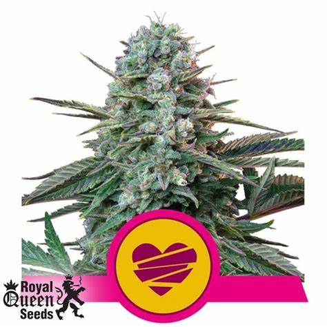 Royal Queen Seeds Wedding Crasher, feminisiert