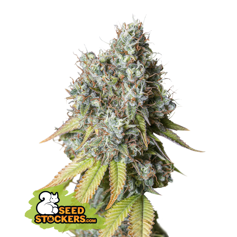 Seedstockers Bruce Banner Auto