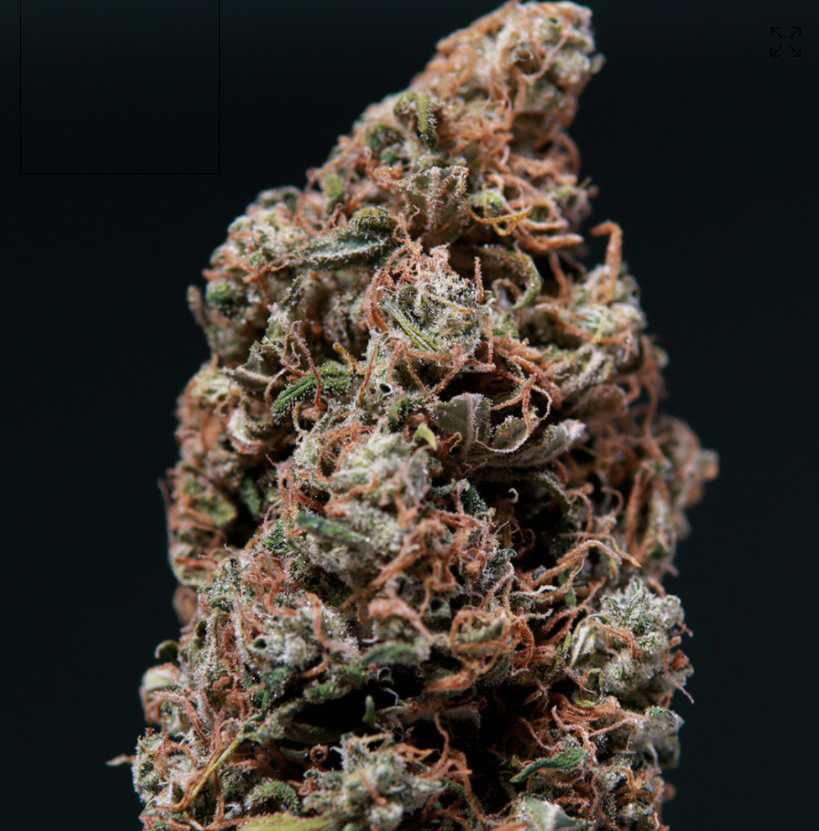 Buddha Seeds White Dwarf Regular