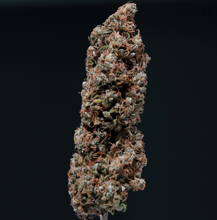 Buddha Seeds White Dwarf Auto