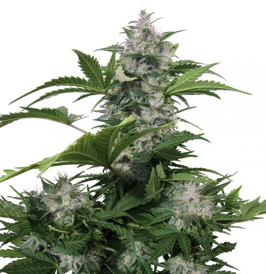 Buddha Seeds White Dwarf Auto