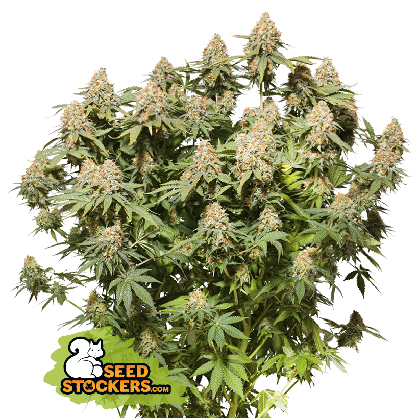 Seedstockers Moby Dick Feminisiert