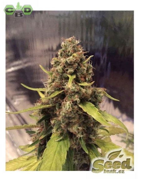 CBD Crew CBD 3D Regular