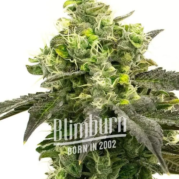 Blimburn Seeds Auto Gorilla Glue