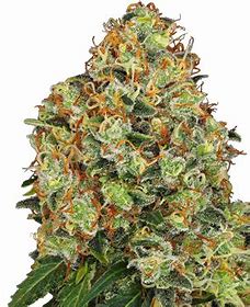 Sensi Seeds 420 Punch, Feminisiert, 3 Stk