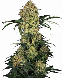 Sensi Seeds Aloha OG, Feminisiert, 5 Stk
