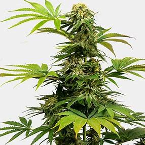 Sensi Seeds Black Harlequin CBD, Feminisiert, 5 Stk