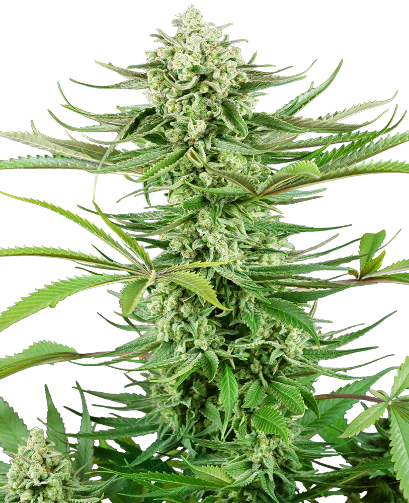 Sensi Seeds Cashew Kush, Feminisiert, 5 Stk