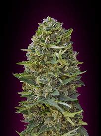 Sensi Seeds Caramelow Kush Autoflowering