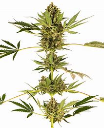Sensi Seeds Himalayan CBD, Feminisiert, 5 Stk