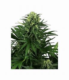 Sensi Seeds Honey Melon Kush, Feminisiert, 5 Stk