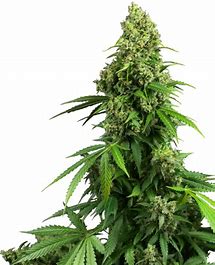Sensi Seeds Honey Melon Kush Auto