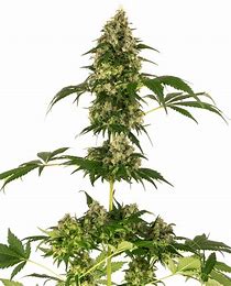 Sensi Seeds Cobalt Haze, Feminisiert, 5 Stk