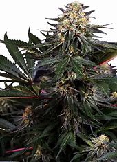 Sensi Seeds Lockdown Kush, Feminisiert, 5 Stk