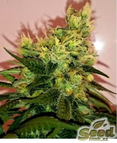 CBD Crew CBD Divine Regular