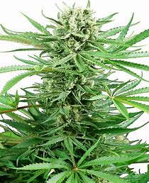 Sensi Seeds Papi Chulo, Feminisiert, 5 Stk