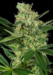 Sensi Seeds Pumpkin Spice, Feminisiert, 5 Stk