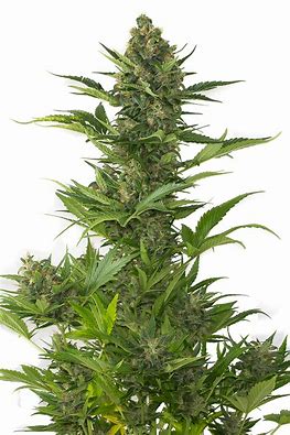 Sensi Seeds Sticky Orange XXL Auto 10 Stk