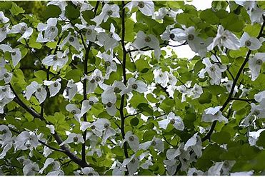 Davidia - Davidia Involucrata, 1 Stk