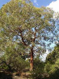 Eucalyptus Melliodora, 20 Stk