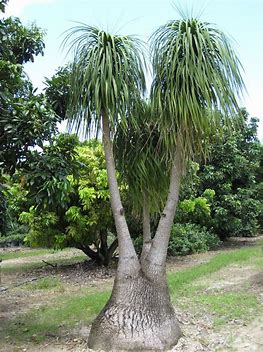 Beaucarnea Recurvata, 10 Stk