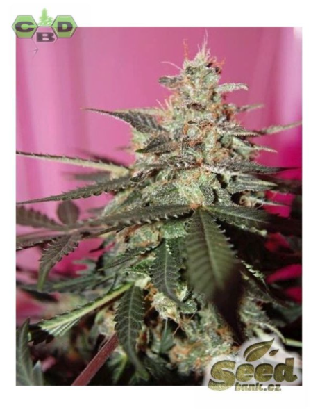 CBD Crew CBD Med Gom 1.0 Feminisiert