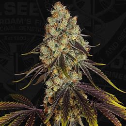 TH Seeds French Kisz, Regular, 11 Stk