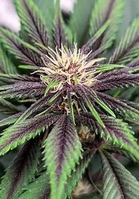 TH Seeds L4YER Cake, Regular, 11 Stk