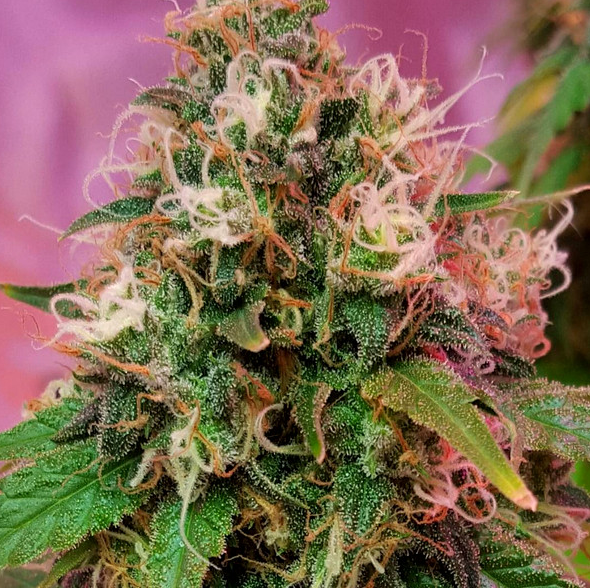 CBD Crew CBD OG Kush Feminisiert