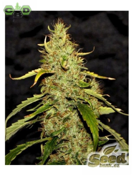 CBD Crew CBD PH Regular