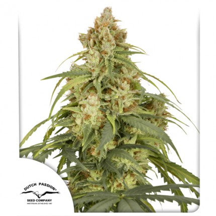 Dutch Passion Auto CBD-Victory
