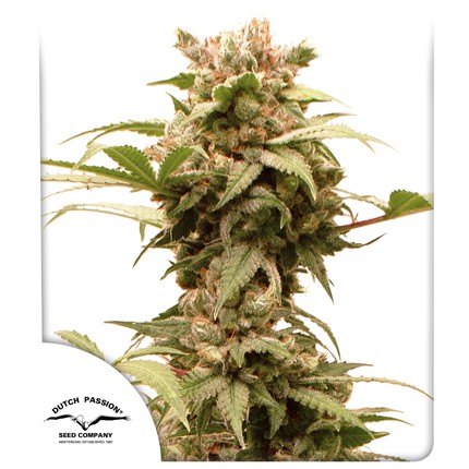 Dutch Passion Auto CBG Force