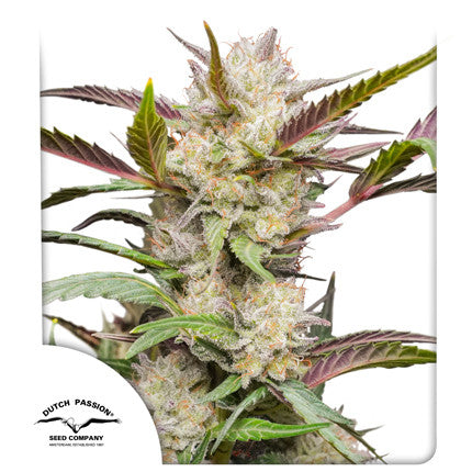 Dutch Passion Auto Mimosa Punch