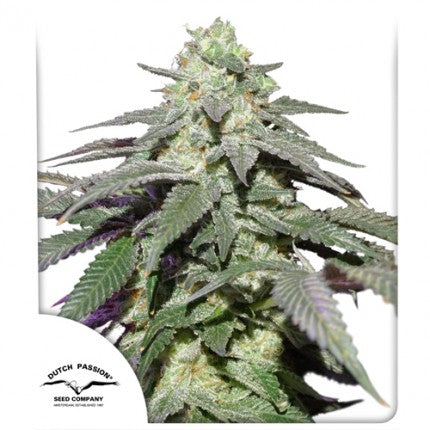 Dutch Passion Auto Skywalker Haze