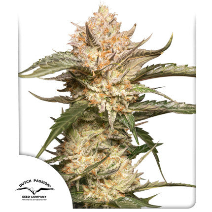 Dutch Passion Auto Trichome and Cream